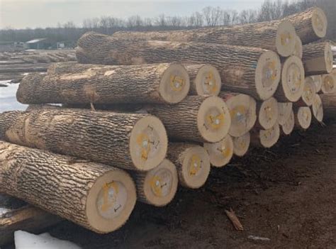 8 x 6 x 2 in. . Missouri white oak log prices